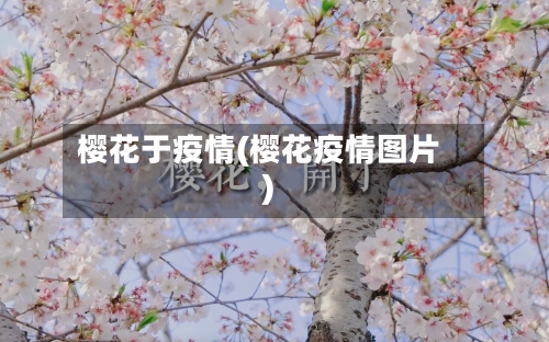 樱花于疫情(樱花疫情图片)